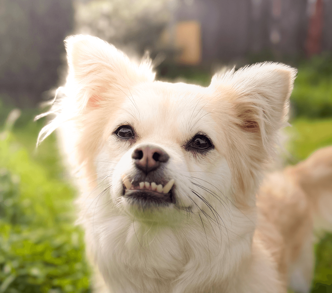 Nanda - Spitz