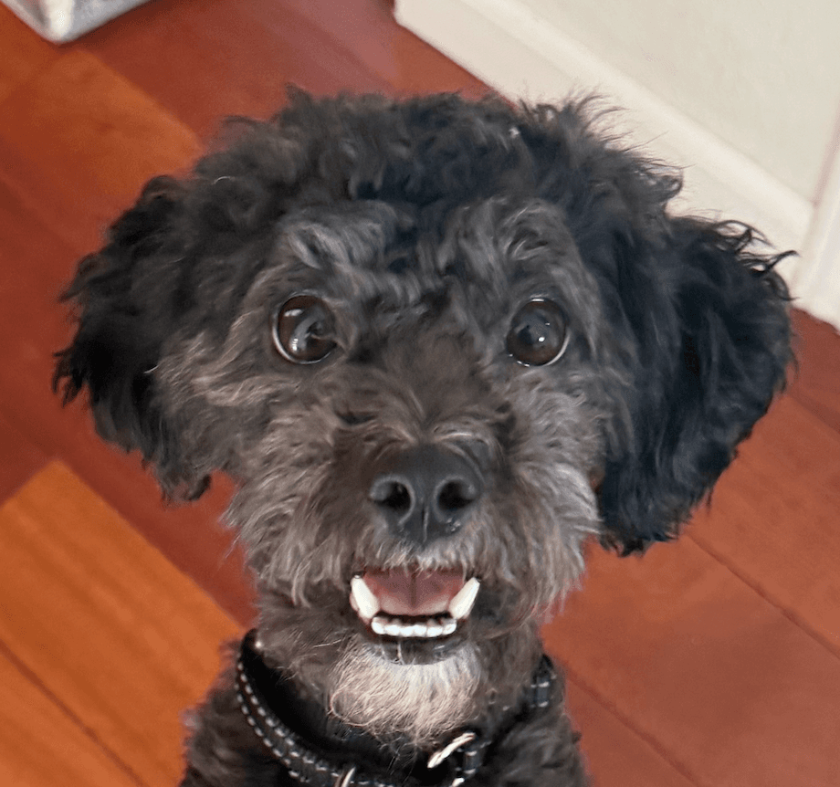 Oreo - Poodle (Miniature)