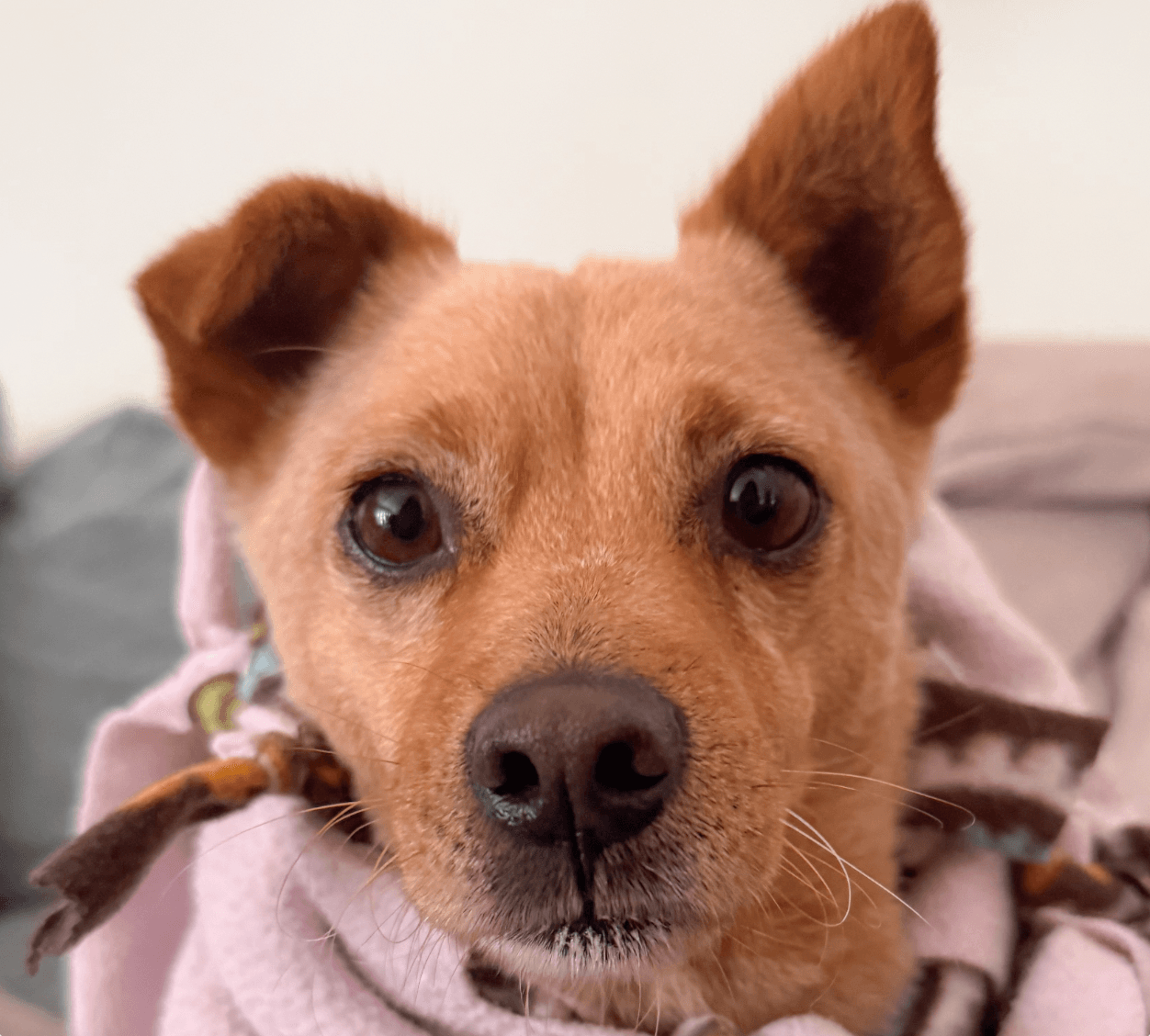 Waffles - Jindo (Korean)