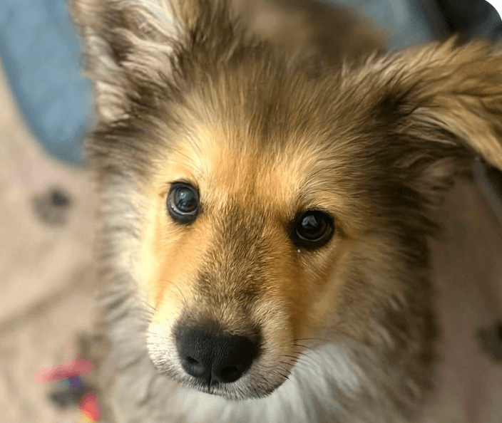 Maverick - Shepherd