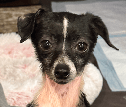 Sparky image 1