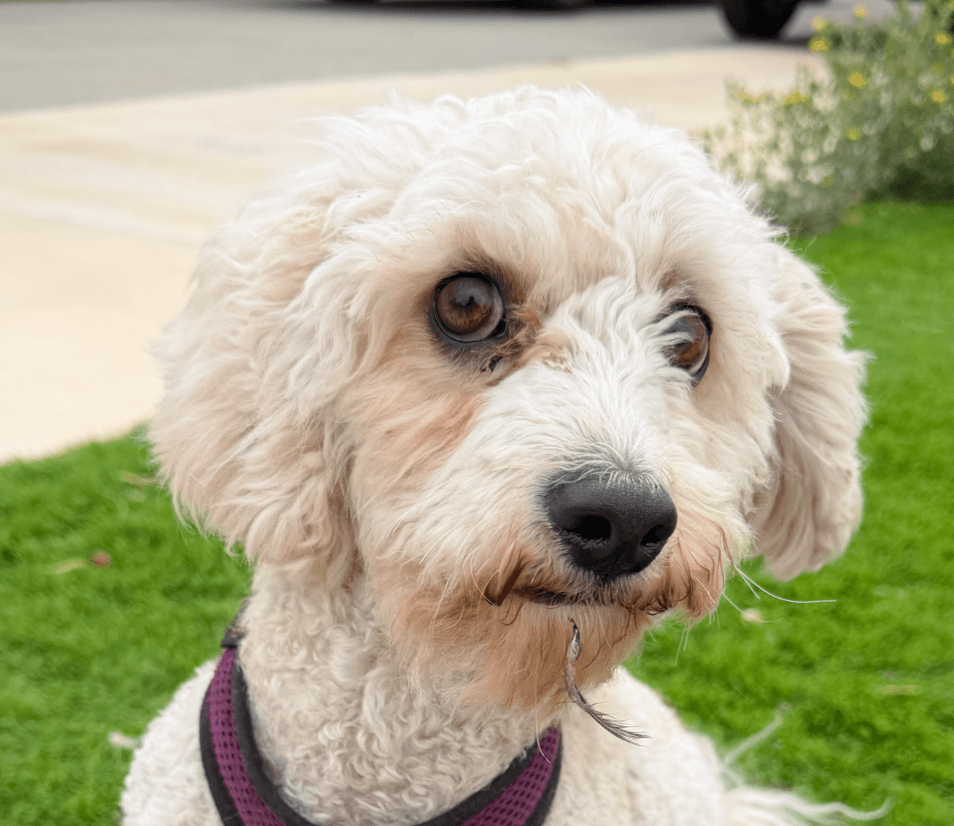 Coconut - Poodle (Miniature)