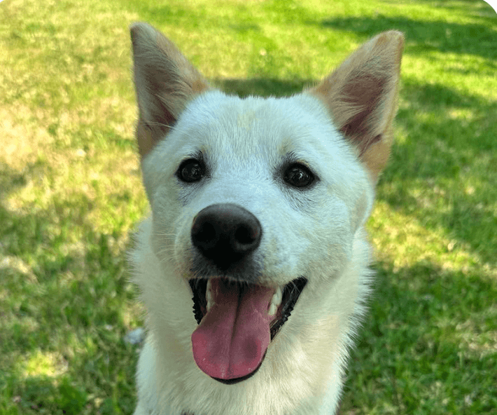 Luna - Jindo (Korean)
