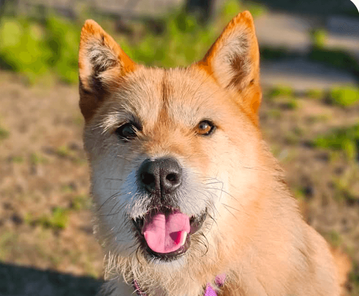 Brad - Jindo (Korean)