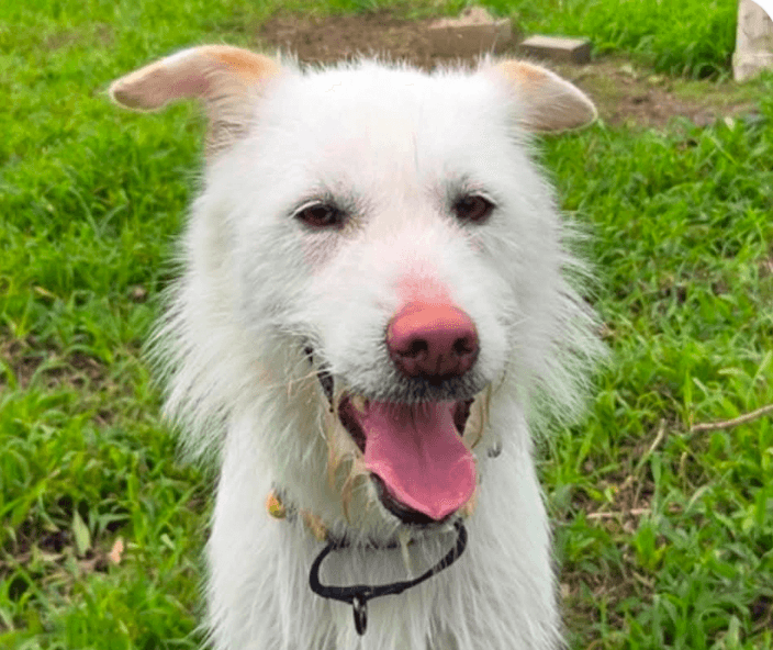 Chelsea - Terrier
