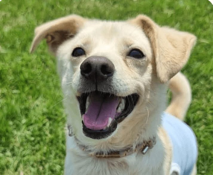 Bingo - Jindo (Korean)