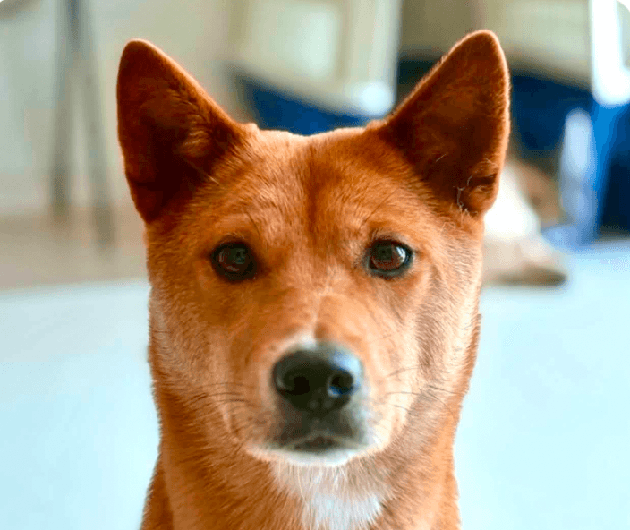 Candy - Jindo (Korean)