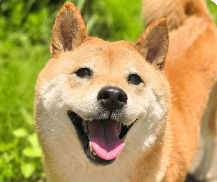 Mochi - Shiba Inu