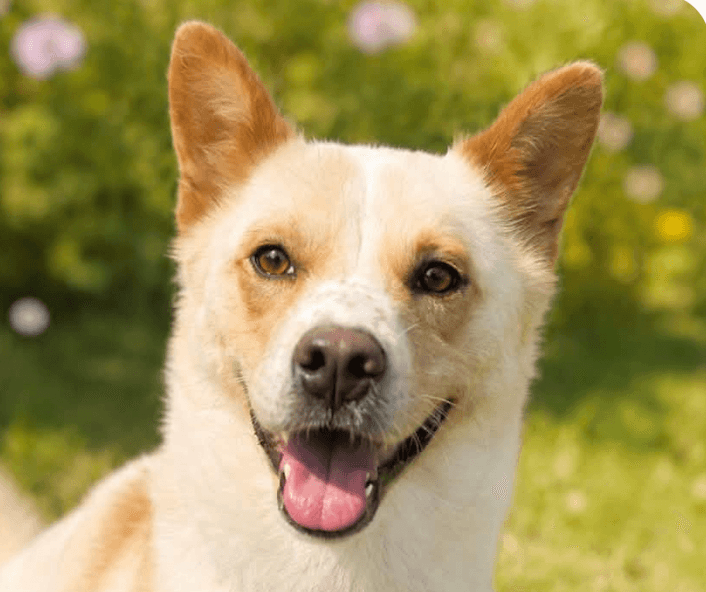 Donny - Corgi