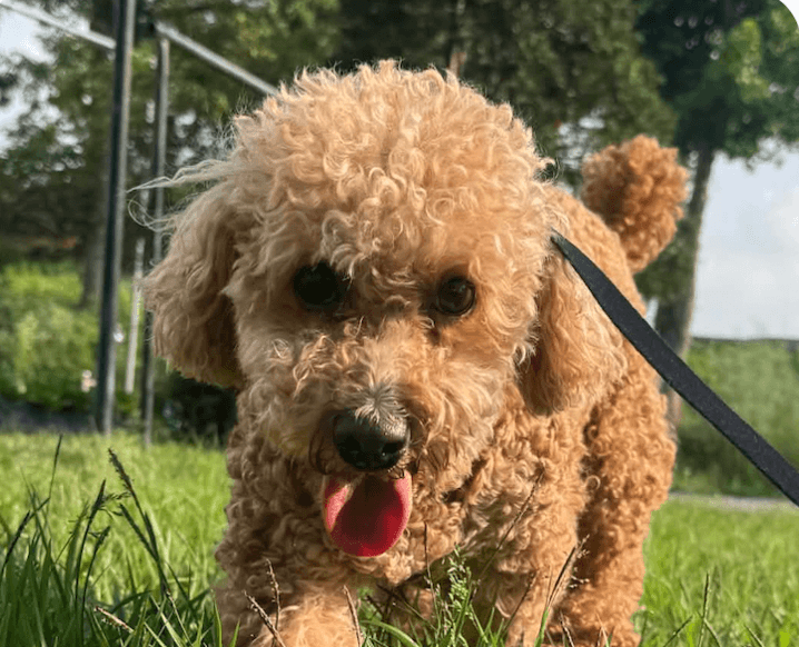 Ruri - Poodle (Miniature)