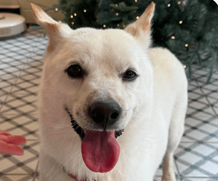 Vinny - Jindo (Korean)
