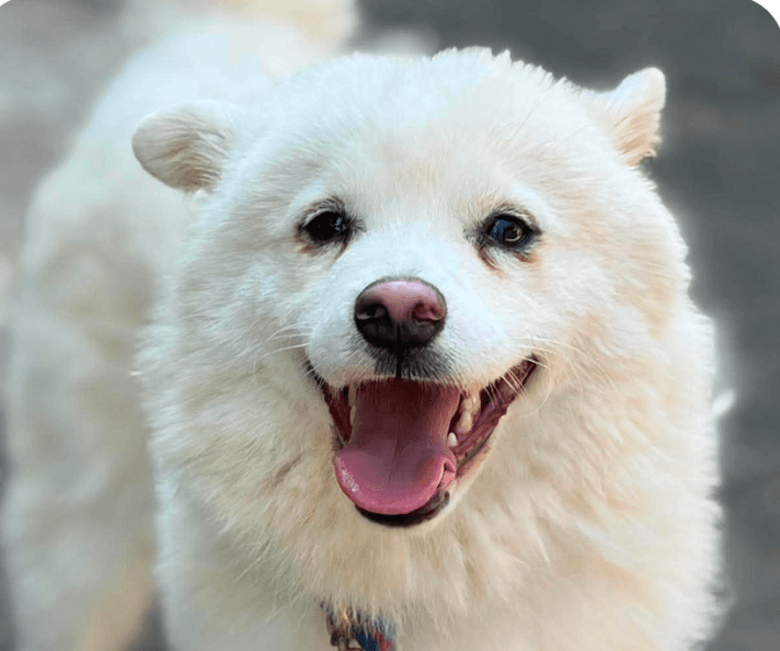 Vita - Jindo (Korean)