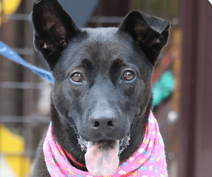 Jinny - Mountain Dog