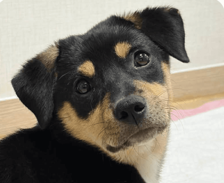 Dolly - Jindo (Korean)