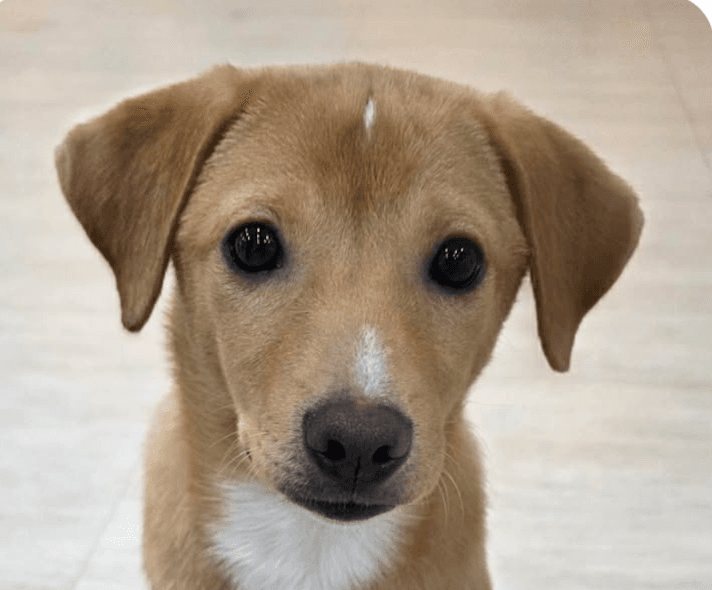 Daisy - Jindo (Korean)
