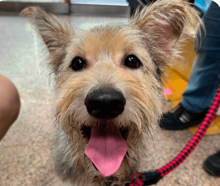 Teddy - Mountain Dog