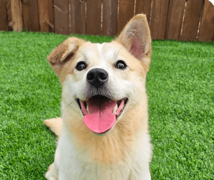 Tofu - Corgi