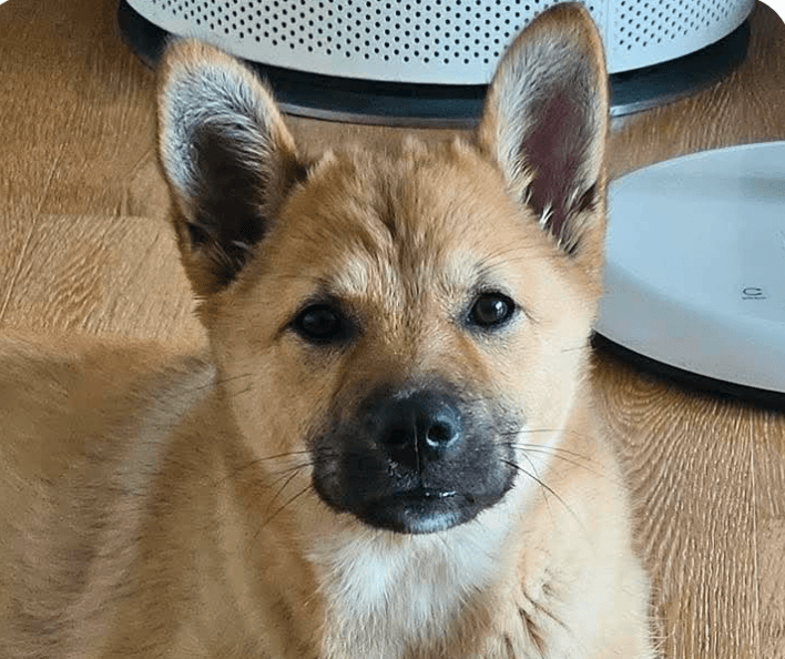 Kiwi - Jindo (Korean)