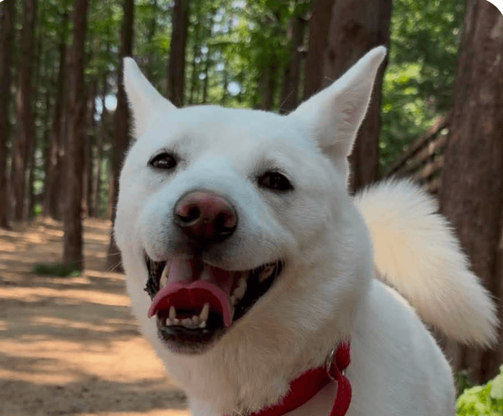 Sugar - Jindo (Korean)