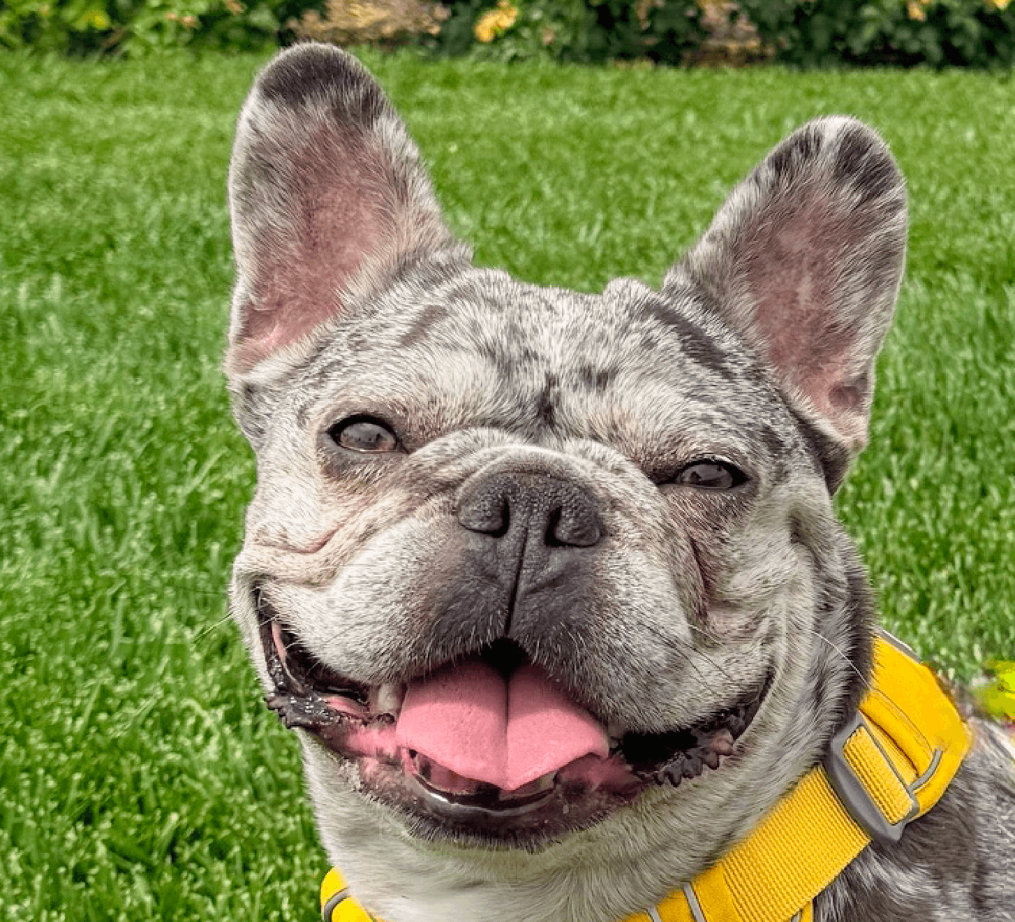 Zazi - French Bulldog