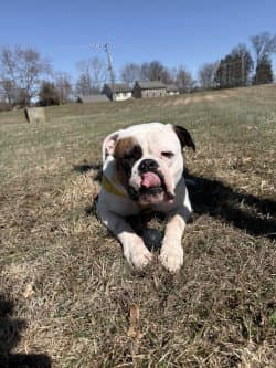 Story - American Bulldog