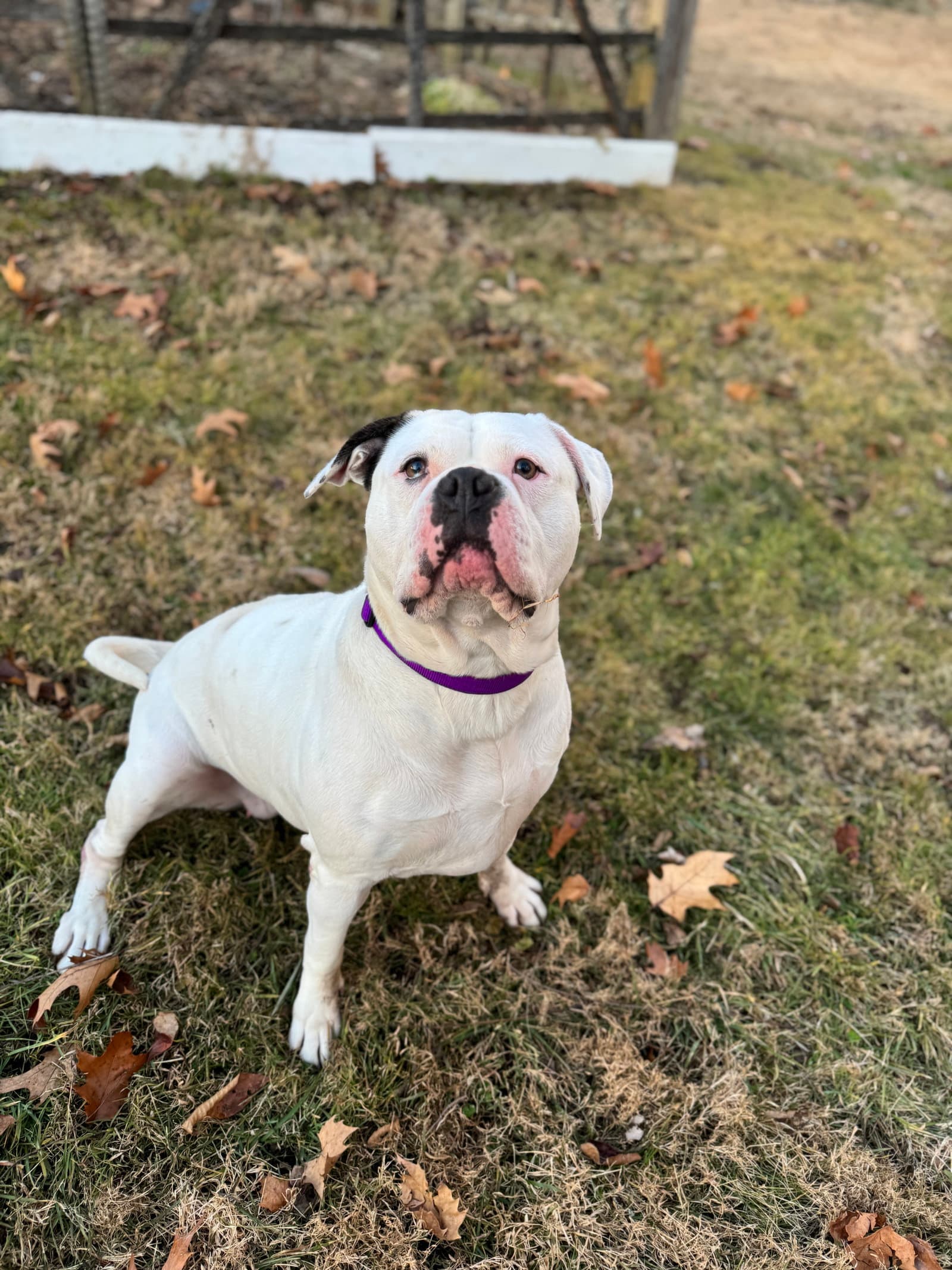 Claudia - American Bulldog