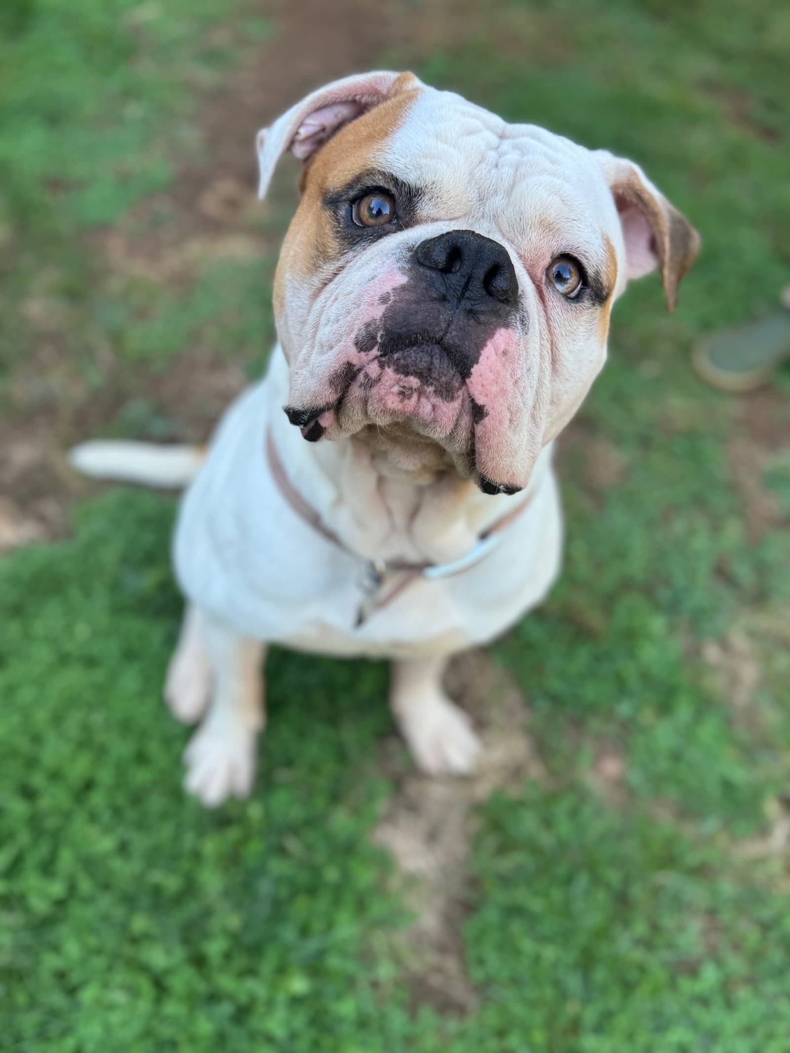 Ferdinand - American Bulldog