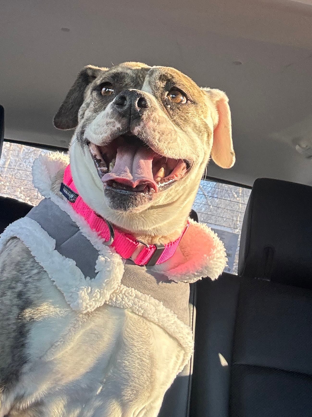 Doris - English Bulldog