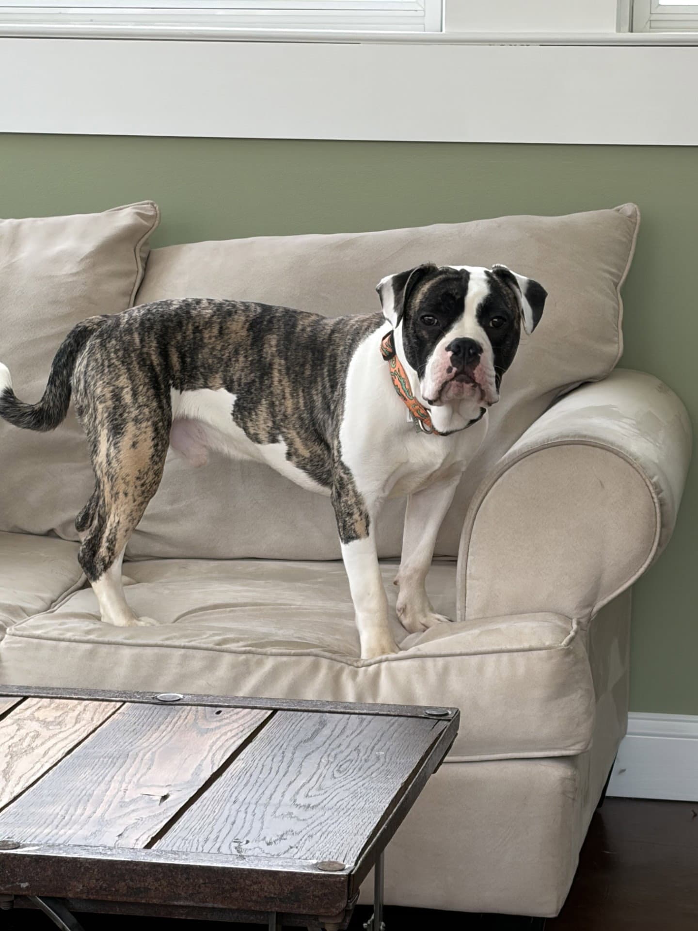 Pascal - American Bulldog