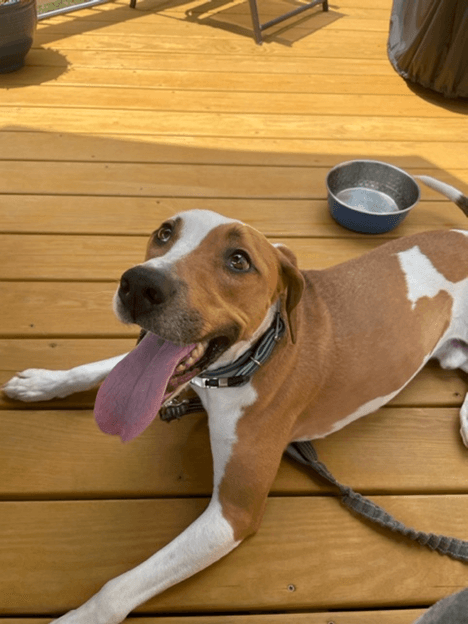 Nikko Courtesy Listing - Coonhound