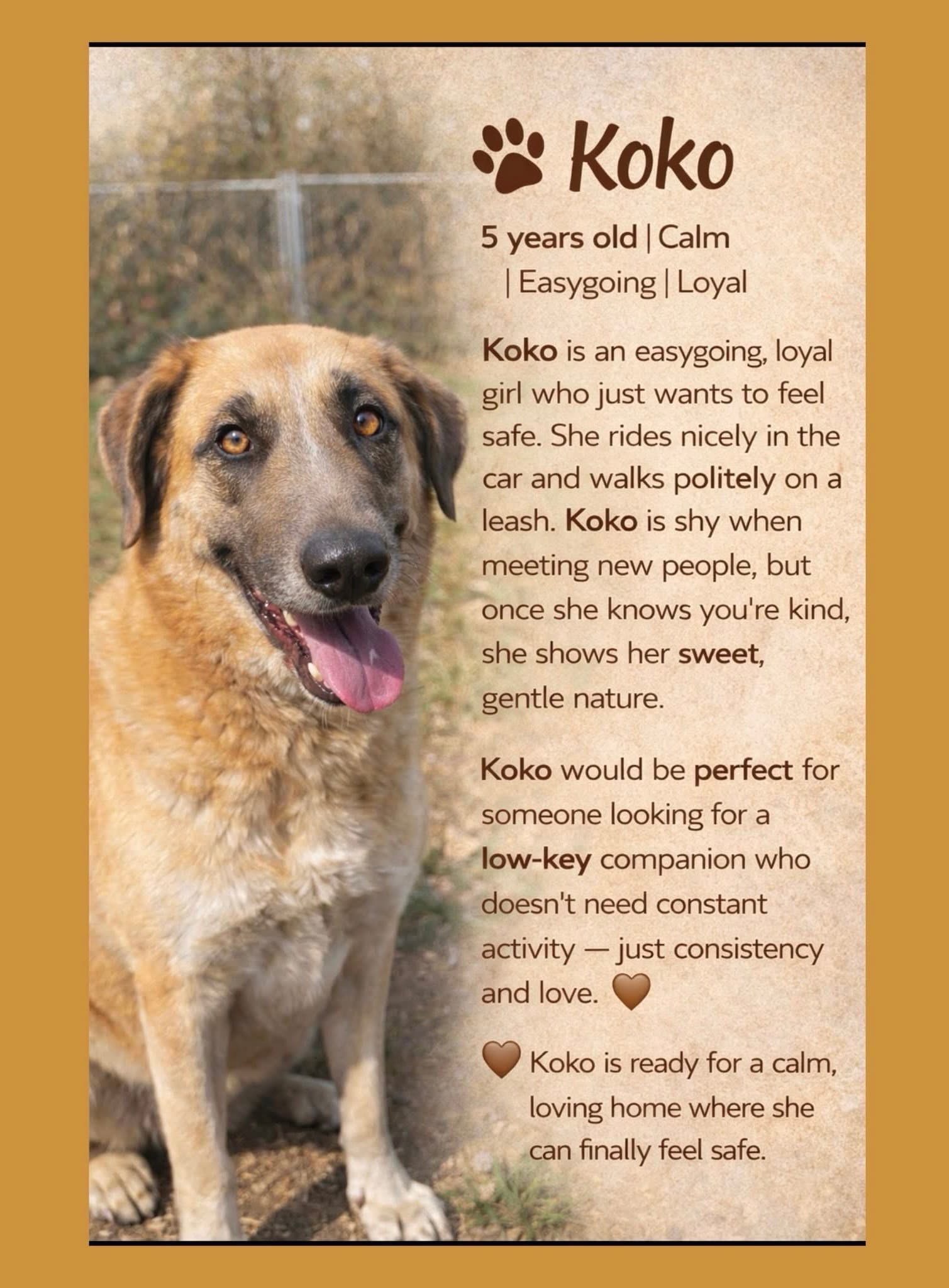 Koko - Great Pyrenees