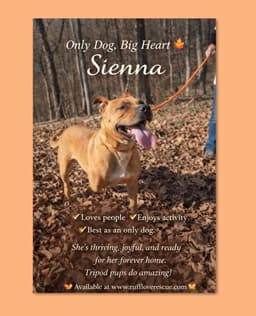 Sienna image 1