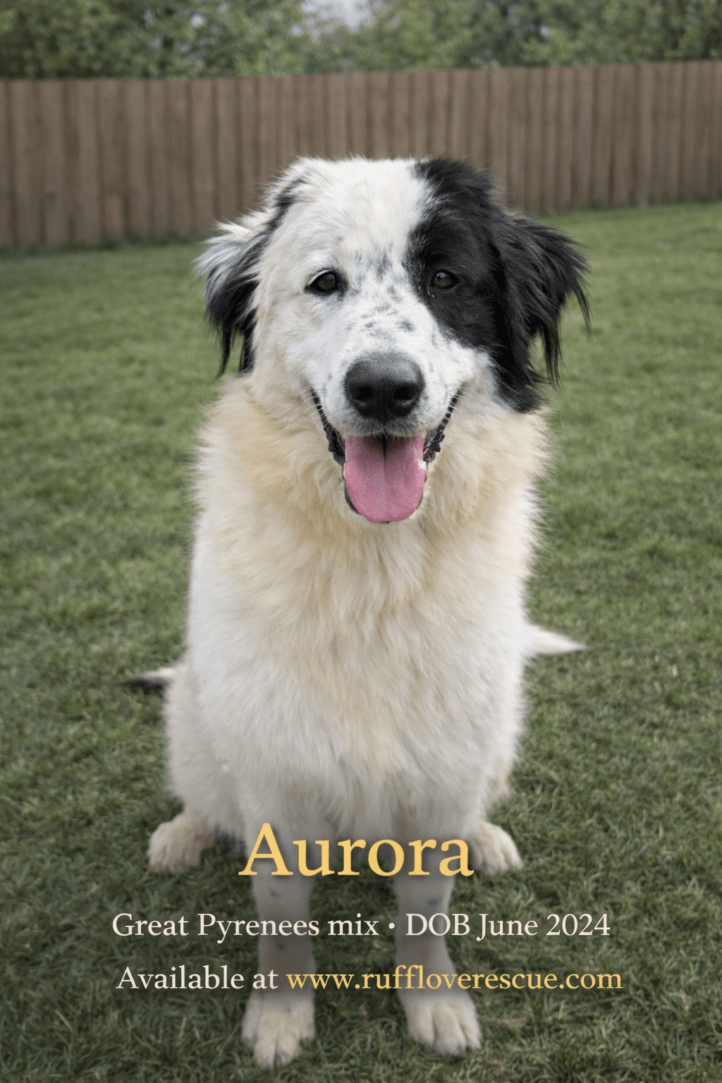 Aurora - Great Pyrenees