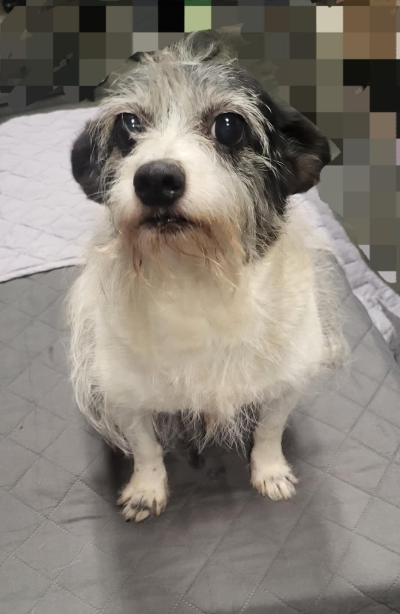 Dotti - Wirehaired Fox Terrier