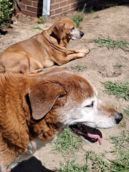 Dexter And Sophie Bonded Pair image 1
