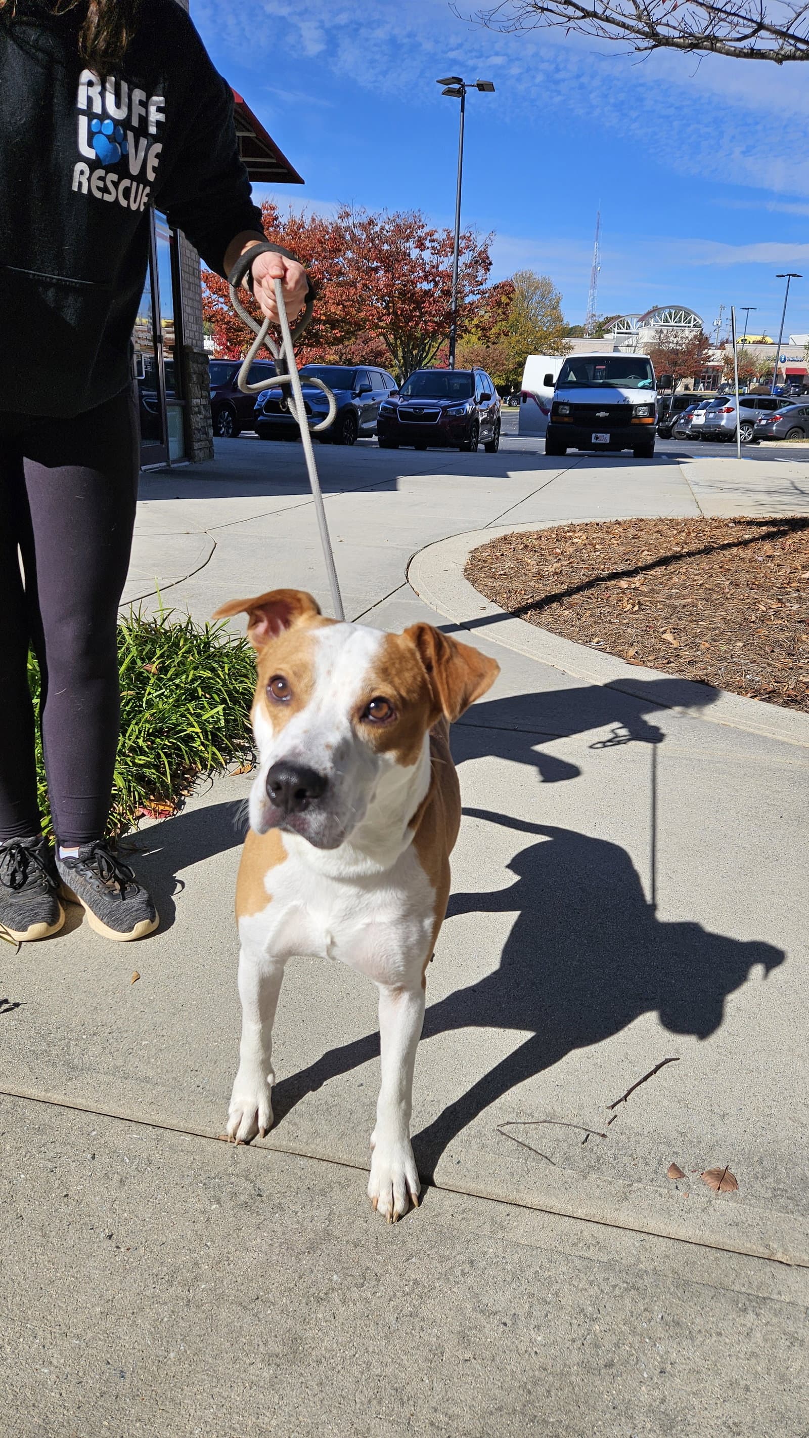 Dante - Boxer
