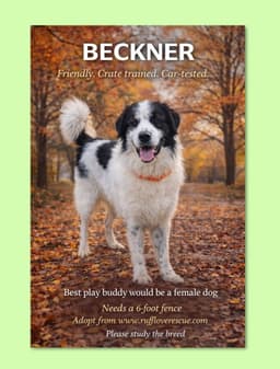 Beckner image 1