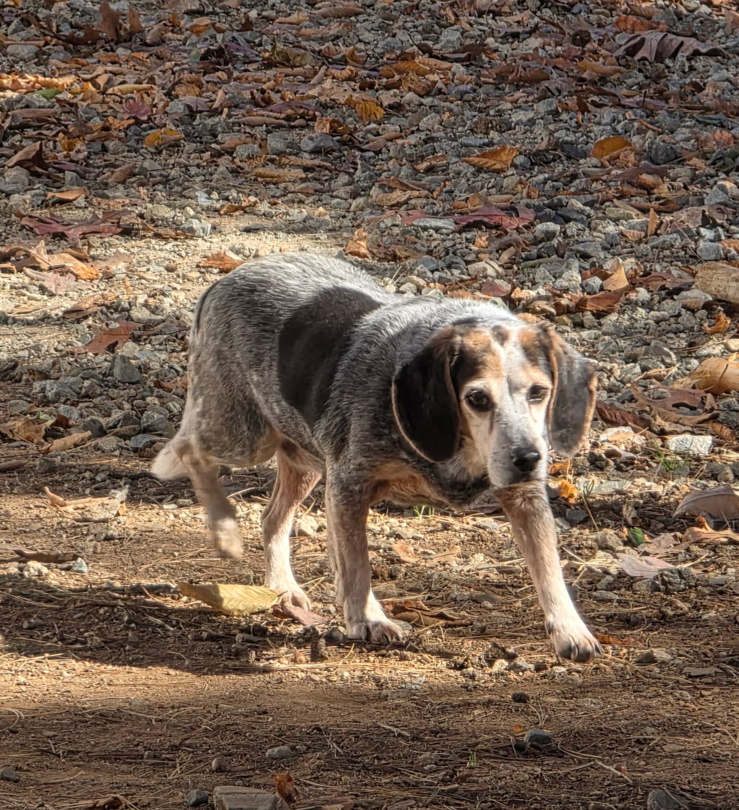 Joan - Beagle