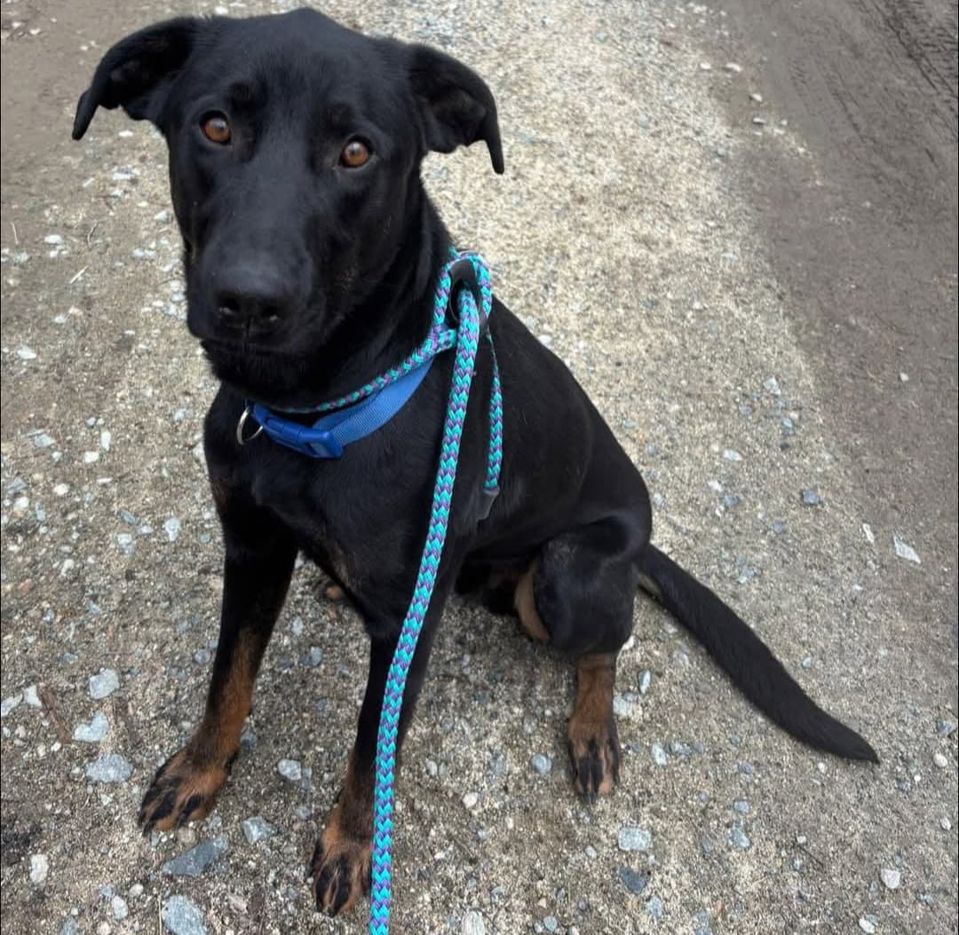Boone - Labrador Retriever