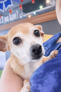 Sugar Chi image 1