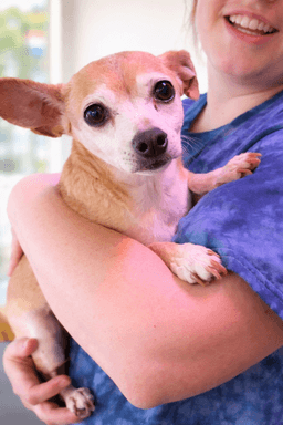 Sugar Chi image 3