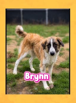 Brynn image 1