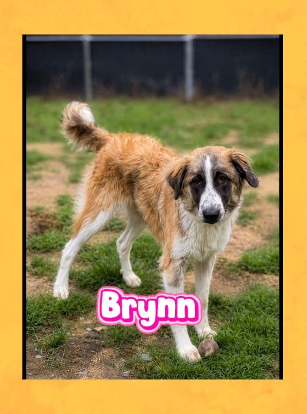 Brynn - German Shepherd Dog