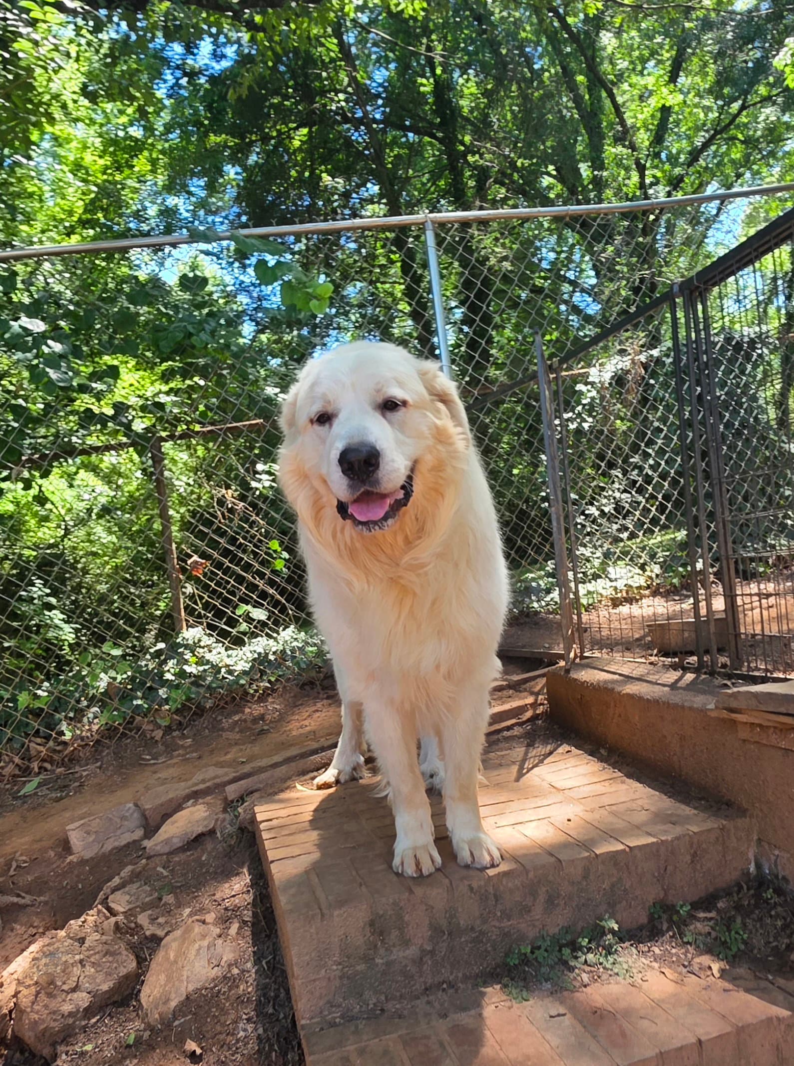 Clyde - Great Pyrenees