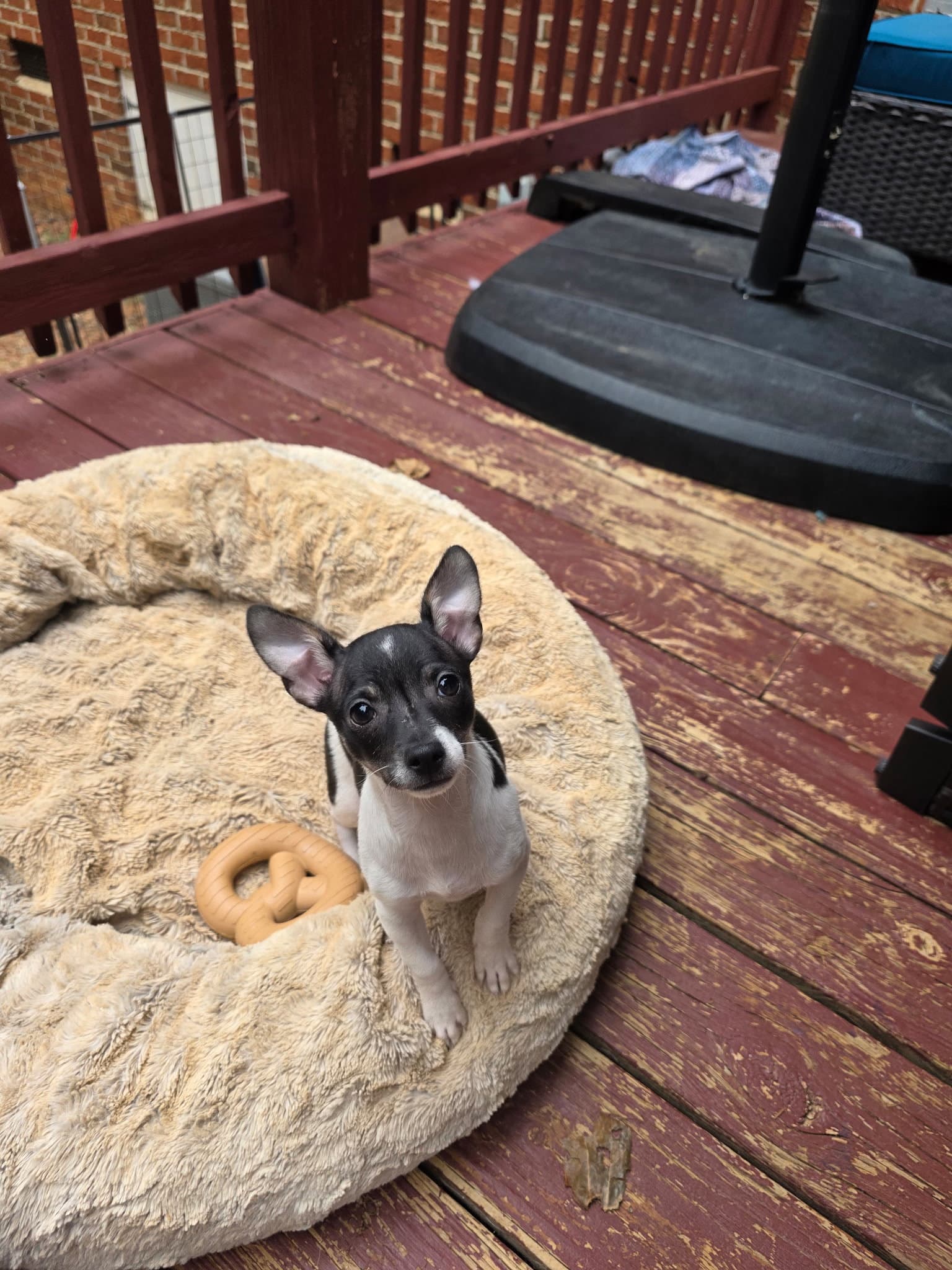 Tom - Chihuahua