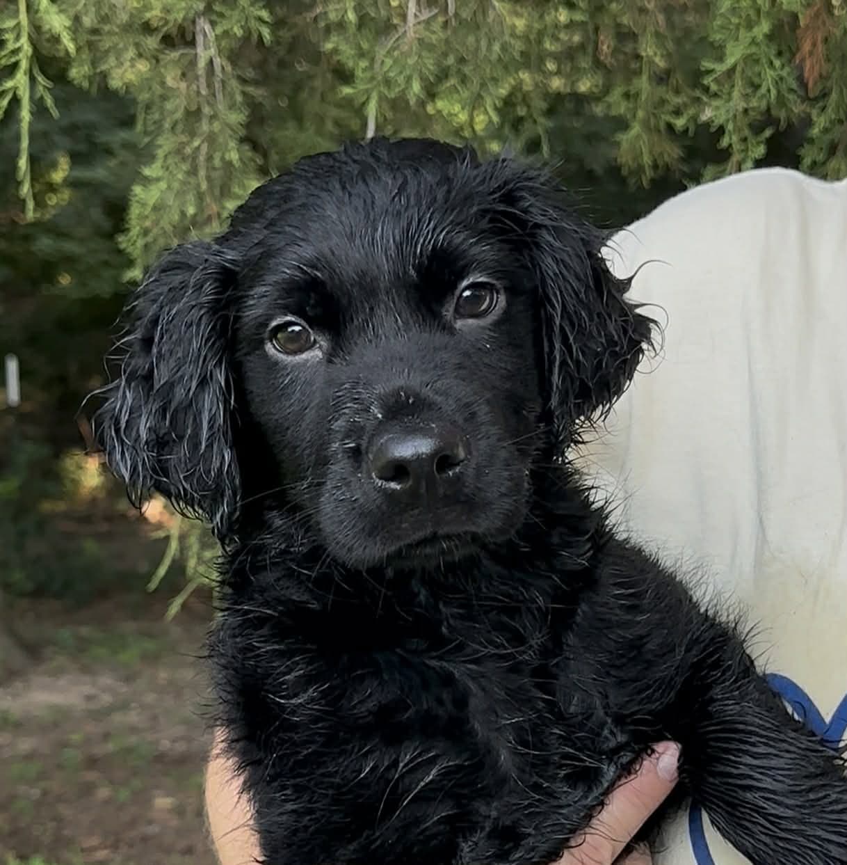 Lorna - Spaniel