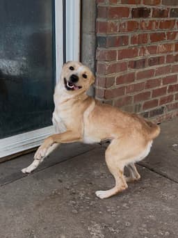 Nyla image 2