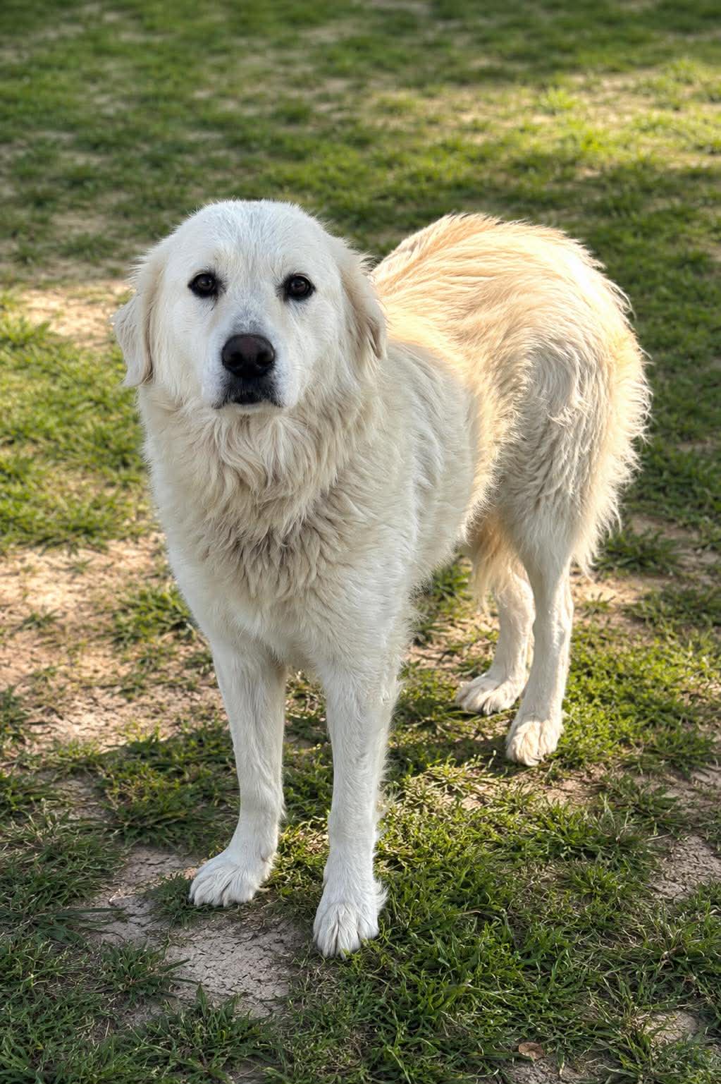 Sasha - Great Pyrenees