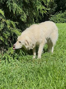 Sasha image 3