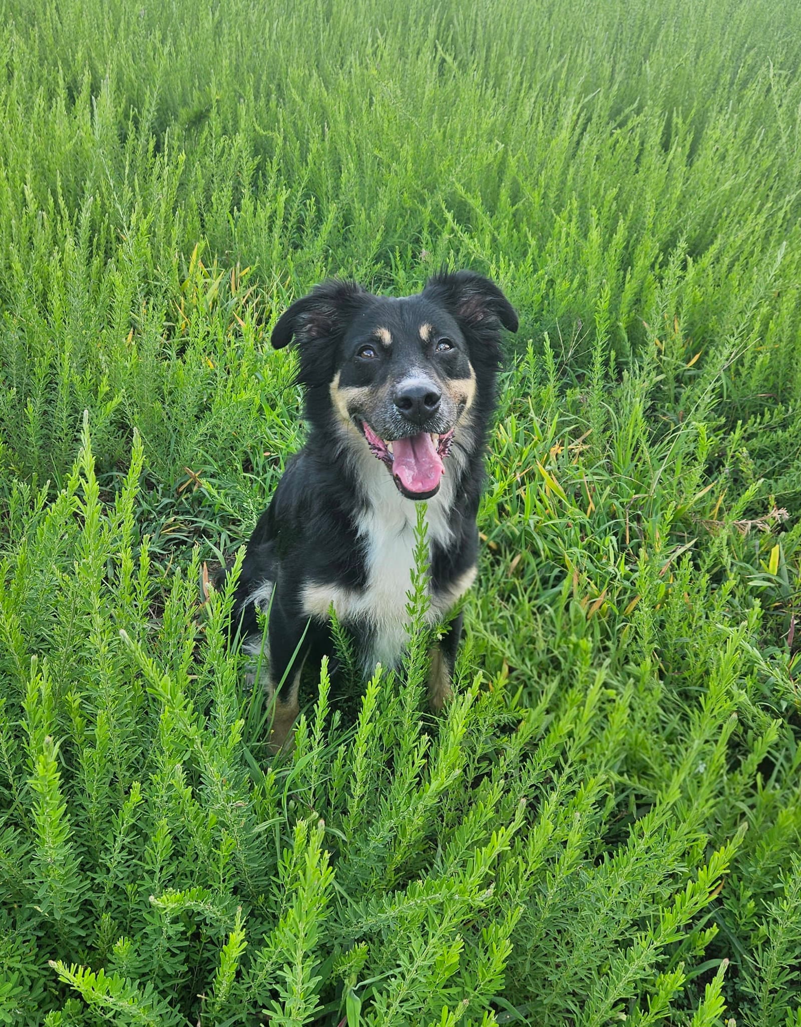 Razin - Australian Shepherd